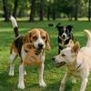 Creative Dog Chew Stick Bite Resistant Bone Shape Puppy Molar Toys Portable Durable Nylon Dog Bone Relieve Boredom