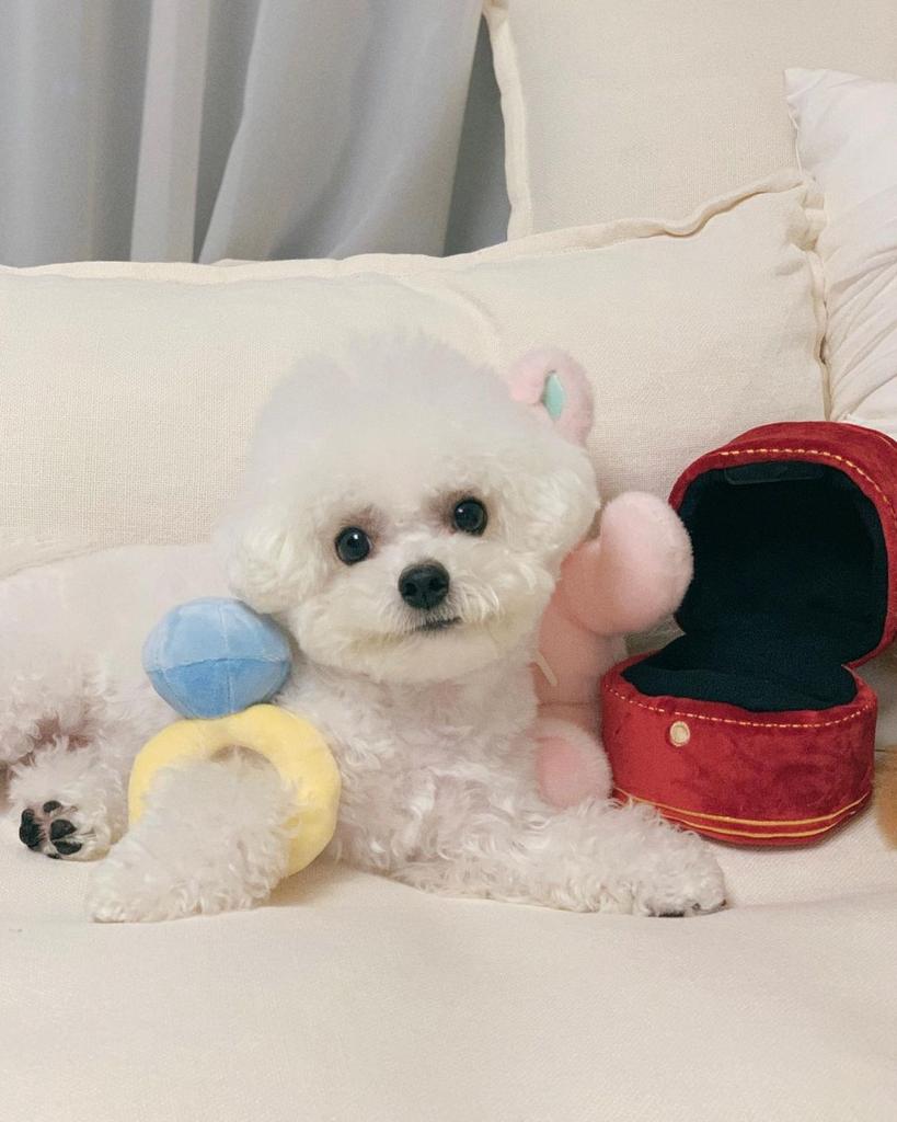 Creative Ring Box Plush Toy Love Diamond Ring Case Soft Chew Toy for Puppies Kids Cute Dog Bitter Interested Toys