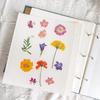 DIY Decorative Plants Holder Self Adhesive Dried Flower Collection Book  Photo Storage