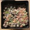 Rare Lithops Succulent Pot: Diverse Colors & Varieties