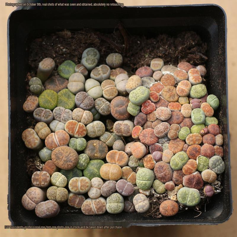 Rare Lithops Succulent Pot: Diverse Colors & Varieties