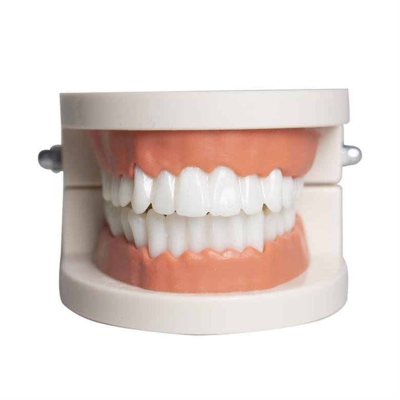 Dental Teaching Model Kit - Detachable Resin Teeth Models for Brushing Practice, Teeth Preparation & Oral Education