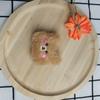 New Teddy Hairy Bear Plush Toys Small Bag Accessories Blush Bear Doll Gifts
