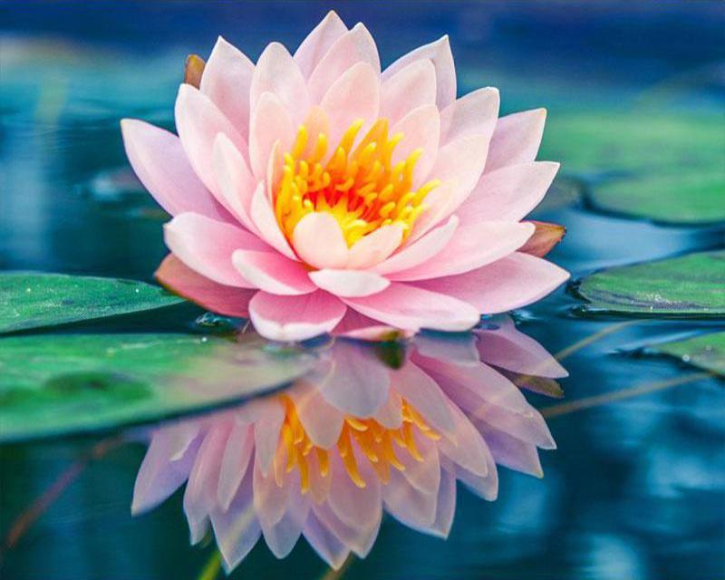 Diamond Painting Coffee Flower Landscape Seaside 5D DIY Diamond Embroidery Sale Tiger Animal Cross Stitch Rhinestones Mosaic Handmade Gift