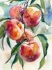 Blueberry Grapes Peaches Pomegranate Watercolor Fruit Poster Canvas Painting Modern Nature Wall Art Picture Home Decor Gift