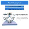Large Female Pelvis Model for Obstetrics and Gynecology Teaching