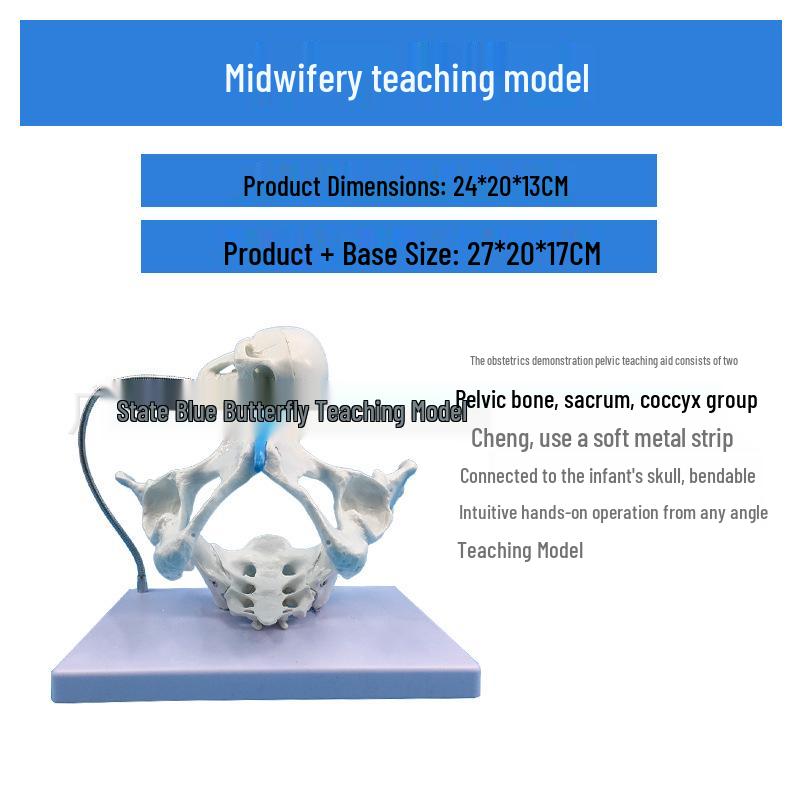Large Female Pelvis Model for Obstetrics and Gynecology Teaching