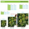 Pine Forest Blanket Green Trees Design Soft Plush Throw Cozy Bedding Nature Theme Decor For Men Women Room Aesthetic Gifts