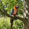 Adjustable Parrot Flying Harness Cowboy Style Safety Bird Flight Suits Anti-loss Lightweight Parrot Outdoor Leashes