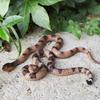 Realistic Fake Snakes Toy Rubber Rattlesnake Snake Scare Birds And Squirrels Tricky Model Snake Toys Halloween Decoration Props