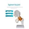 Human Skeleton Model with 6 Major Joints: Knee, Foot, Hand, Shoulder, Elbow, and Hip