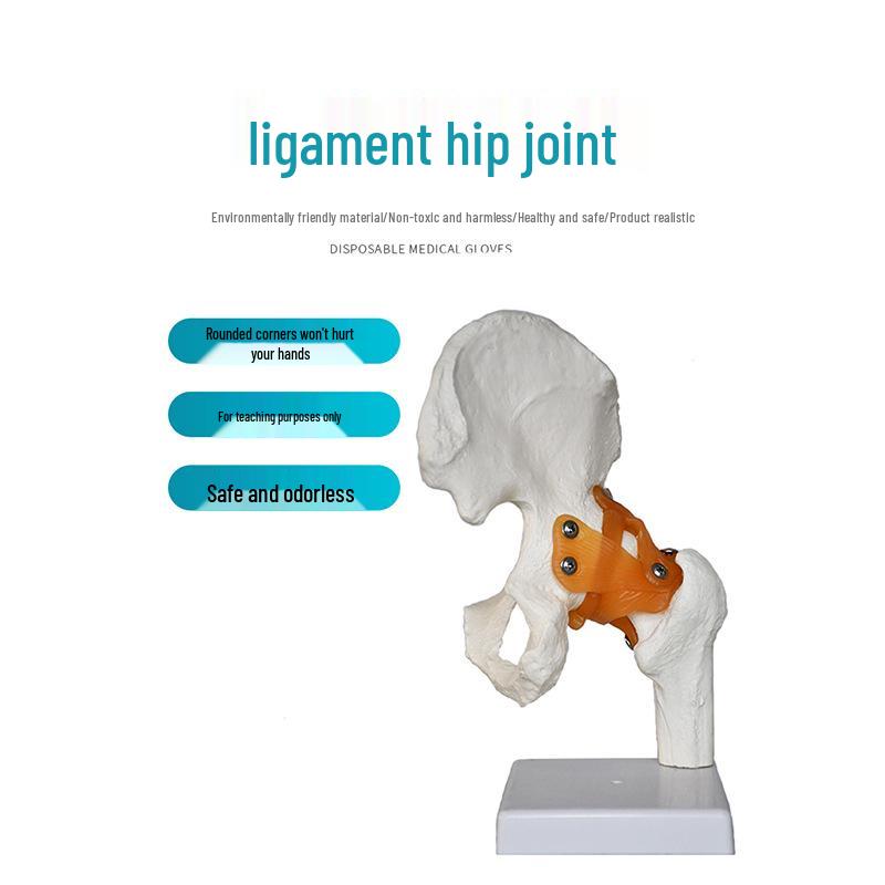Human Skeleton Model with 6 Major Joints: Knee, Foot, Hand, Shoulder, Elbow, and Hip