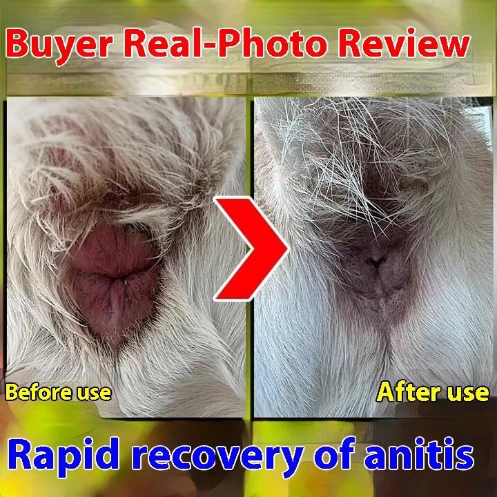 Dog anal adenitis, perianal inflammation, redness and swelling, spray Fuanshu, pet cat rubbing butt, pus blood plaster