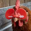 500Pcs Reusable Chicken Spectacles Plastic Anti Pecking Glasses Poultry Equipment  Chicken Farm
