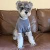 Trendiger Herbst-/Winterpullover für kleine Haustiere: Schnauzer, Yorkie, Französische Bulldogge, Pudel und Katzen.