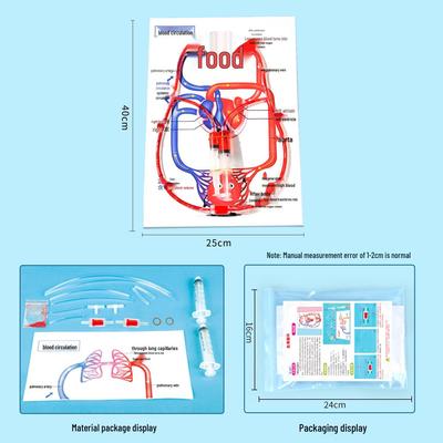DIY Human Circulation Model for Kids - Science Experiment Kit