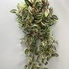 1 Pz Composizione Matrimoniale Simulazione 12 Teste Mini Sopracciglio Pianta Verde da Appendere a Parete per Matrimonio Esterno Patio Giardino Decorazione Casa da Appendere a Parete