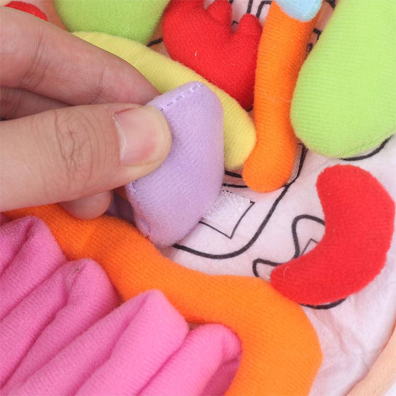 Kinder Montessori Spielzeug 3D Puzzle Menschlicher Körper Anatomie Puppe Körper Organ Lehrmittel Menschlicher Körper Anatomie Plüschtier