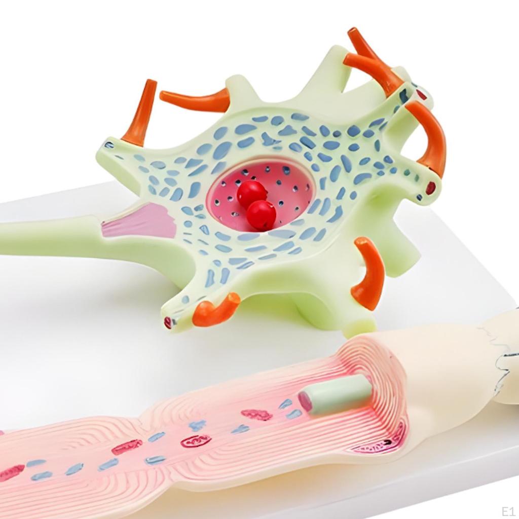 Neuronal Cell Model with Base Scientific Simulation Educational Human Organ Teaching Supply