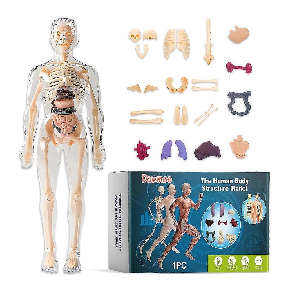 Abnehmbares Modell der menschlichen Körperstruktur - Pädagogisches Anatomie-Spielzeug für Kinder, Interaktives, Langlebiges und Realistisches menschliches Anatomie-Lernwerkzeug für das Klassenzimmer