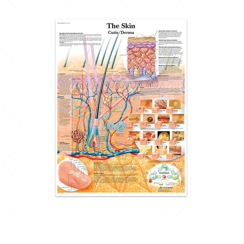 Science Wall Art Muscle System Human Anatomy Diagram Medical Education Supplies HD Oil On Canvas Posters And Prints Home Decor