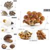 Realistisches Pilzset mit essbaren Shiitake-, Enoki-, Matsutake-Pilzen, giftigen Schirmpilzen, dekorativen Modellen, ideal für die Heimpräsentation