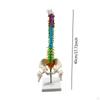 Human Spine Model Skeleton Column Study Male Pelvis for Teaching Aid