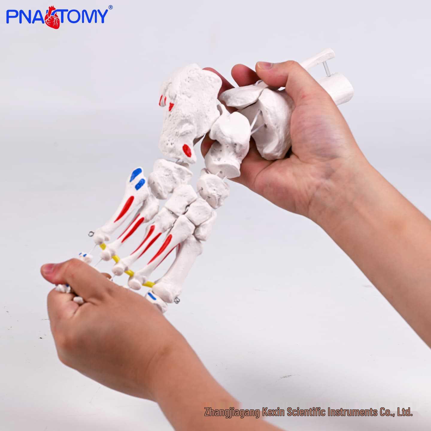 Anatomical Muscle Origin & Insertion Model: Ankle Joint & Foot Bone Attachment Points Replica for Medical Training PNT-0109EP