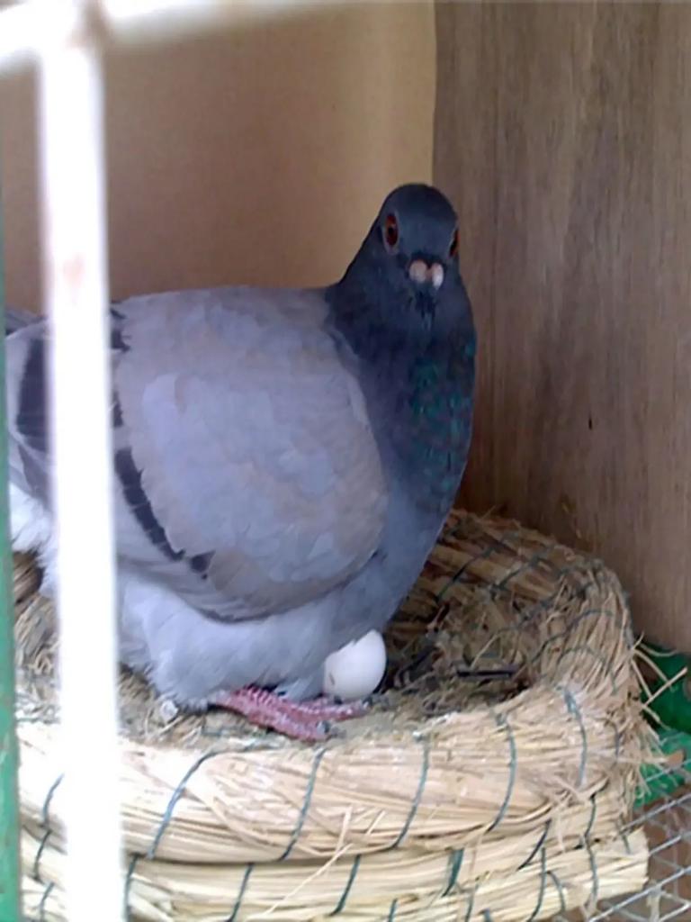 5/50 Piezas Huevos de Paloma Simulados Huevos Falsos Simulados Suministros para Incubación de Palomas Mensajeras Herramientas para la Cría de Pájaros Huevos para Incubación en Nido