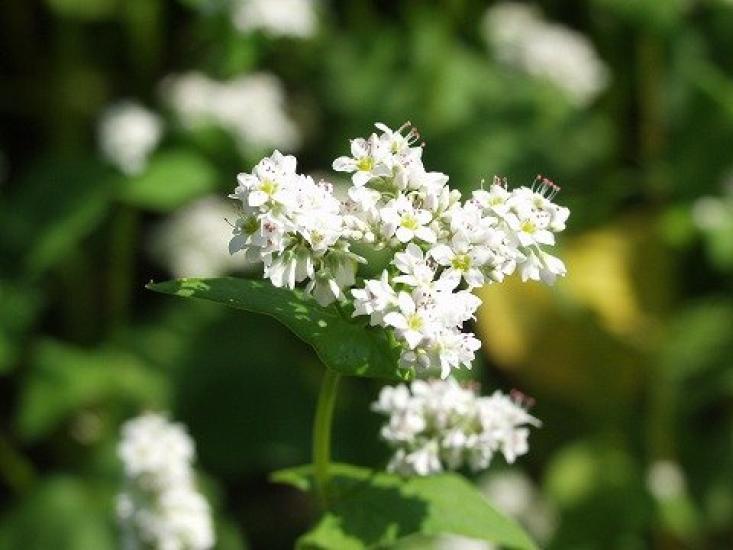 Onishi Seifun Stone Milled Buckwheat Flour Made In Nagano Prefecture 10kg Commercial Paper Bag Ground Buckwheat Flour