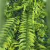 25x75CM Artificial Fern Green Wall Panel for Home Decoration