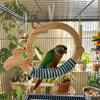 Wear Resistant Parrot Swing Toy Wooden Interactive Bird Toy Parrot Play Rack  Beak Sharpening