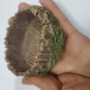 1 Pcs Tree Stump Shaped Reptile Food Water Bowl Resin Terrarium Decor for Lizards Snakes Small or Large Sizes
