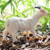 Oenux Soft Cotton Farm Animals Cow Horse Pig Hen Cat Dog Model Action Figures Wild Lizard Donkey Koala Educational Kids Toy Gift
