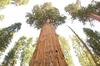 SAFLAX Sequoia gigante della California - 50 semi - Sequoiadendron gigantea