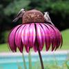 92MF Beautiful Bird Feeder Outdoor Garden Yard Hummingbird Treat Feeder Outdoor Coneflower-shape Decorations