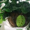 Round Plant Pot Stand With Hide Water Drainage Shatterproofed Plastic Hanging Tray Gardening Accessory