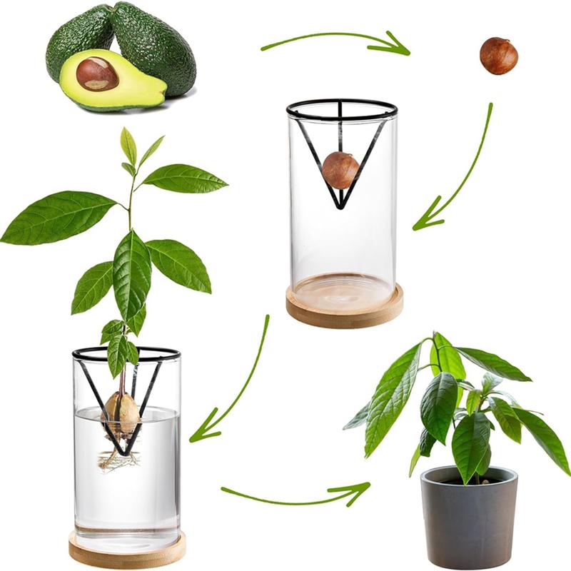 AD23-3 Pack Avocado Tree Growing Kits, Glass Avocado Seed Vase With Triangle Bracket And Bamboo Base, Sprouting Plant Pot