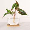 Wooden Stand Hydroponic Plants Container Transparent Glass Plants Glass Vase  Weddings