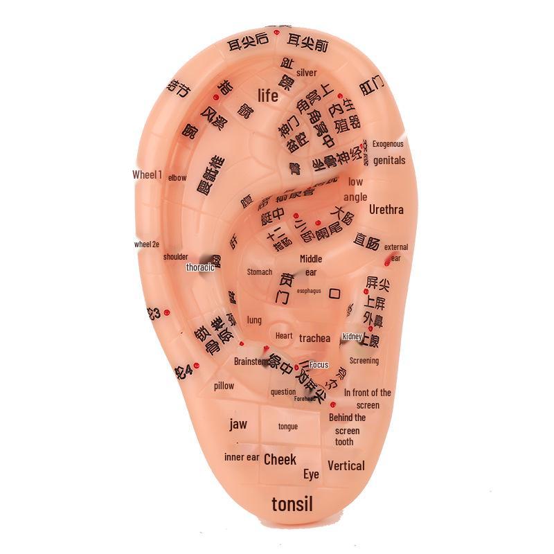 18cm Ear Mold with 15cm Reflexology Hand Model: Multi-Acupoint Reference for Ear Acupressure