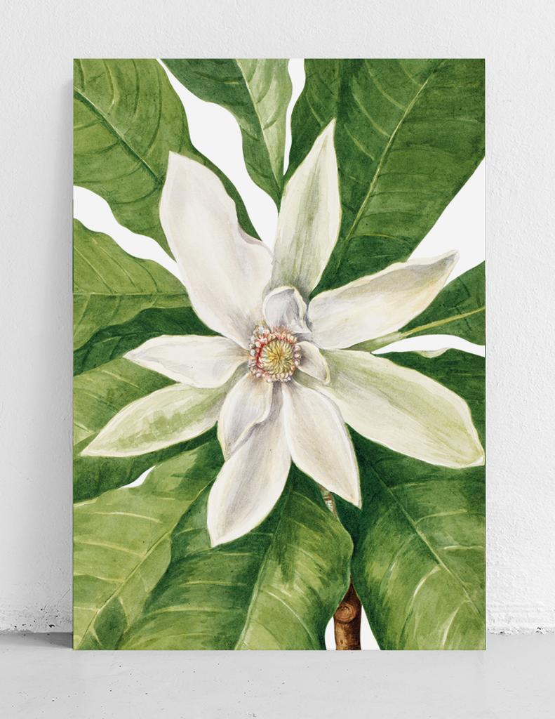 Poster Composition Flowers Mary Vaux