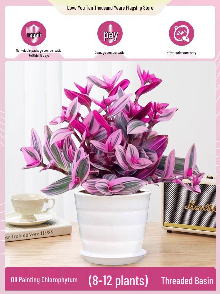 Wedding Lily of the Valley Rouge Cloud Succulents: Indoor Office Flowers & Desktop Green Plants