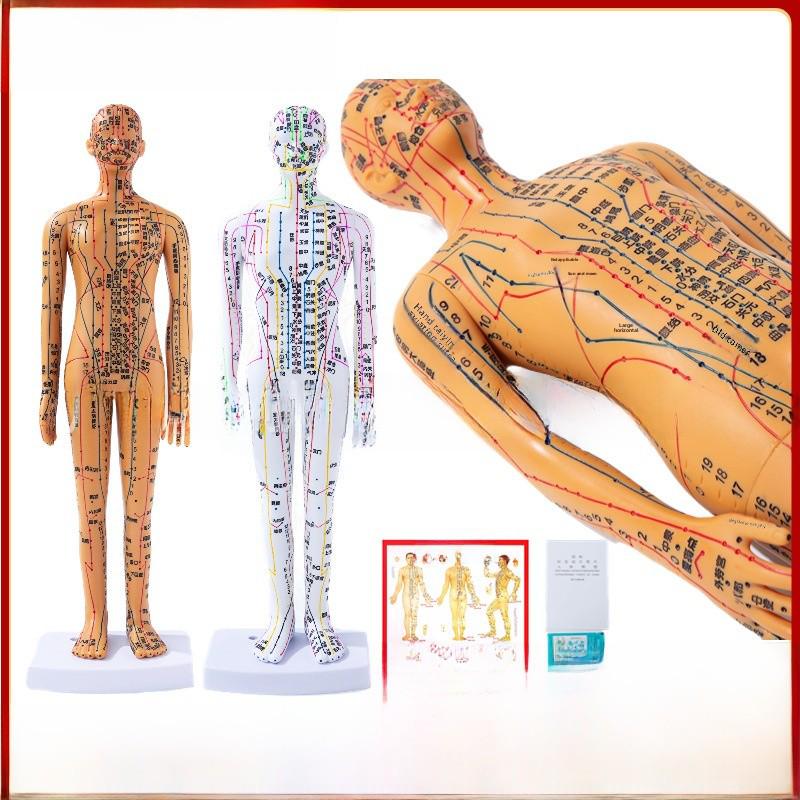 

35cm Mini Meridian Acupuncture Model - Traditional Chinese Medicine