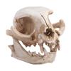 Scary Animal Skull Ornament Funny Cat Skull Statue Artificial Skull Head  Halloween Decor Gifts