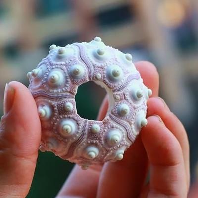 Air Plants Sea Urchin Tabletop Tillandsia Holder Miniature Gardening Decorations