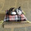 Simulation Cat Doll Plush Toy Mini Realistic Sleeping Kittens On Mat Figurine