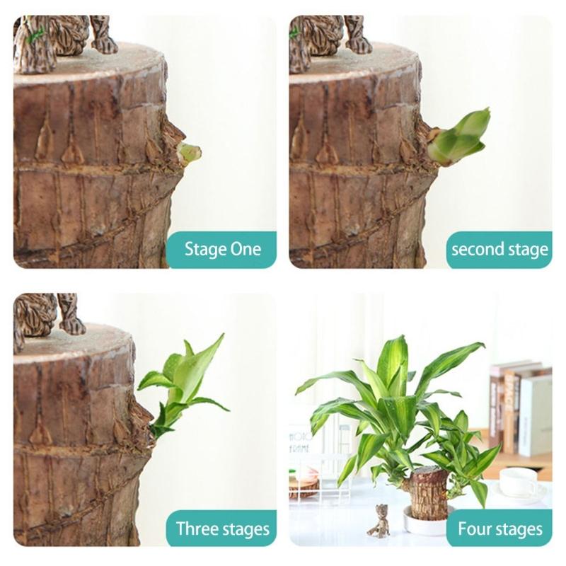 Brazilian Lucky Tree Water Culture Indoor Air Purifier Desk Planter Ceramic White Pot Meditations Decors