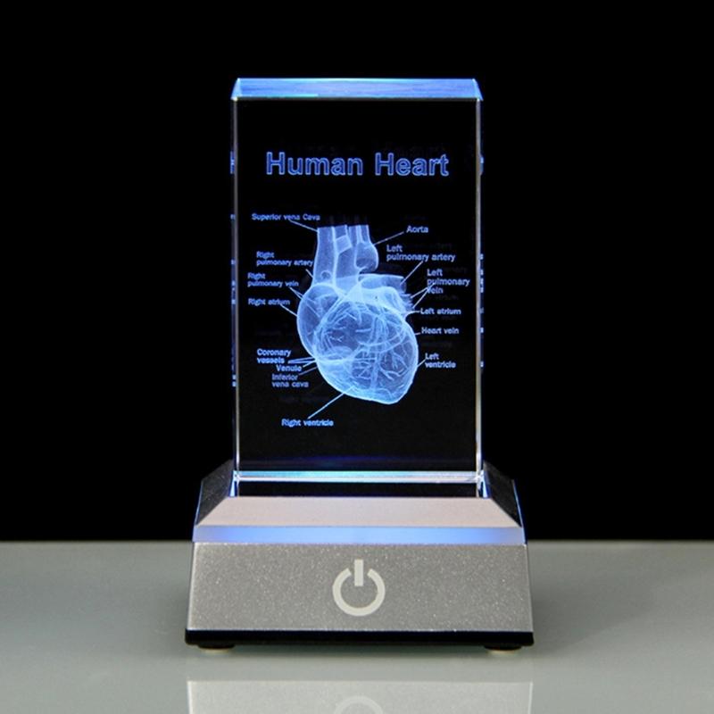 3D Lasers Etched Crystal Human Organs Model Anatomical Heart/Teeth Figurines Glass Paperweight with LED Base Doctor