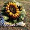1PC Sunflower Bee Umbrella-8-Rib Reinforced Portable Folding Travel Suitable for All Seasons Outdoor Daily Use-H0329