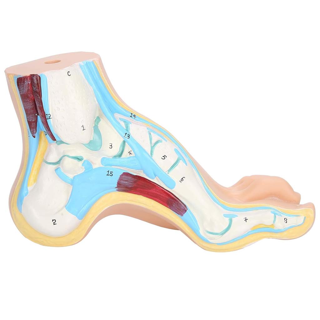 Human Foot Model for Teaching Adults Anatomy Model Research Muscle Display Explain Accessories(Arch Foot)